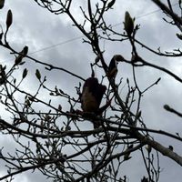 モクレンの画像