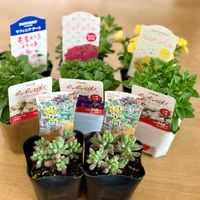 セダム,岩手県,DCM,サンフラマニアの画像