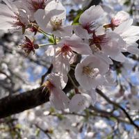 イングリッシュラベンダー,フレンチラベンダーバンデラピンク,花のある暮らし,癒しの時間,#デンカ土作り部会の画像