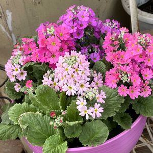 コブシ,プリムラ,可愛い,癒される,美しいの画像