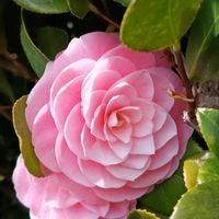 お散歩,タニラー,多肉女子の画像