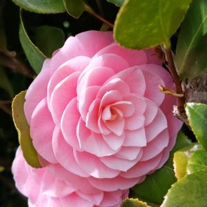 お散歩,タニラー,多肉女子の画像