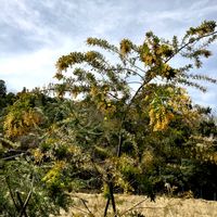 アカシア,ミモザ,銀葉アカシアプルプレア,観葉植物,地植えの画像