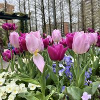 チューリップ,ハナズオウ,植物のある暮らし,お花のある暮らし,四季の香ローズガーデンの画像