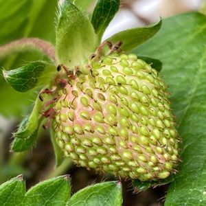 イチゴ,クジャクサボテン,サボテン,パンジー,イチジクの画像