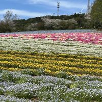 ネモフィラ,風車,お花見日和,やぎさん,お出かけ先の画像