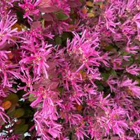 ベニバナトキワマンサクの画像