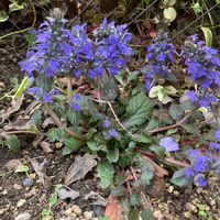 アジュガの画像