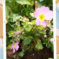 サクラソウ,今日のお花,コラージュ仲間達,春色チュ！チューリップ♡,ハジープランター植えの画像