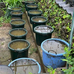 小舞妃,植え替え,株分け,ワクワク,和の庭の画像