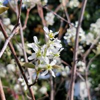 ジューンベリーの画像