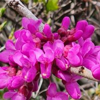 ハナズオウの画像