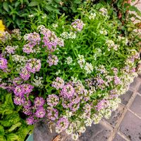 スイートアリッサム ,✨今日のお花✨,可憐,嬉しいな,親バカの画像