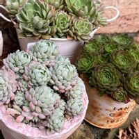 多肉植物,多肉大好き,多肉中毒,多肉のある暮らし,多肉女子の画像