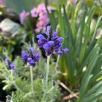 レースラベンダー,咲いた！,ナチュラルスタイル,ナチュラルな庭づくり,庭の画像