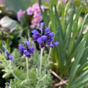 レースラベンダー,咲いた！,ナチュラルスタイル,ナチュラルな庭づくり,庭の画像