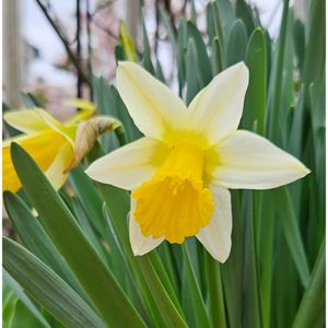 スイセン,ラッパスイセン,ピンクユキヤナギ,咲いた！,癒されるの画像