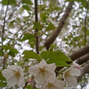 タニラー,多肉女子,さくら 桜 サクラの画像