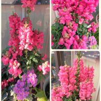 金魚草,✨今日のお花✨,可憐,嬉しいな,親バカの画像