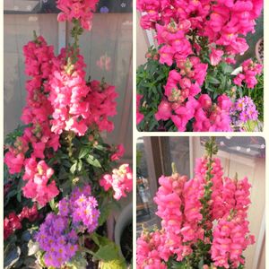 金魚草,✨今日のお花✨,可憐,嬉しいな,親バカの画像