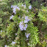 ローズマリーの画像