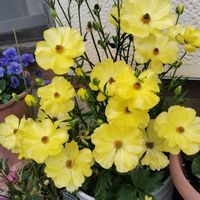 ピュタロス,ラナンキュラスラックス,ラナンキュラスラックス,ラナンキュラスラックス,ラナンキュラスラックスの画像