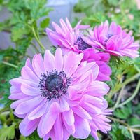 アネモネ,スイセン,ムスカリ,ビオラ,パンジ－の画像