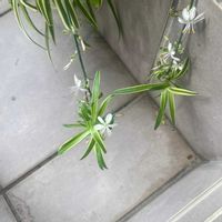 オリヅルランの画像