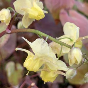 イカリソウ,山野草,キュンキュン乙女倶楽部,うどん県人会,キュンキュン乙女倶楽部No.192の画像