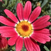 チューリップ,マーガレット,マーガレットストロベリーホイップ,チューリップチャイナタウン,春のお花の画像