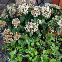 ビバーナム フレンチホワイト,玄関アプローチの画像