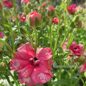 ラナンキュラス,ラナンキュラス　ラックス,ラナンキュラス ランドセル,サラセレネ ジャシンタ,地植えの画像