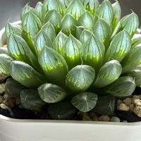 ハオルチア,多肉植物,ハオルチア属,多肉植物のある暮らし,多肉植物初心者の画像