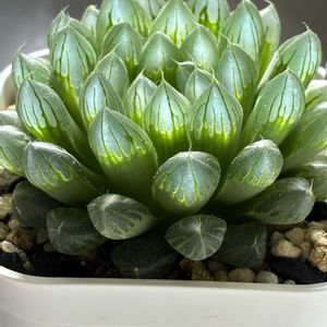 ハオルチア,多肉植物,ハオルチア属,多肉植物のある暮らし,多肉植物初心者の画像