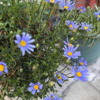 アリッサム,シロタエギク,チューリップ,ネメシア,ムスカリの画像