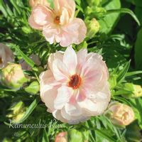 ラナンキュラス,ラナンキュラス　ラックス,ラナンキュラス ラックス ヘレン,地植え,球根植物の画像