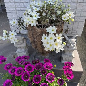 クレマチス カートマニージョ,オステオスぺルマム,花のある暮らし,❤️いいね、ありがとう,今日のお花の画像