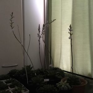 多肉植物,ハオルチア属,窓辺の画像