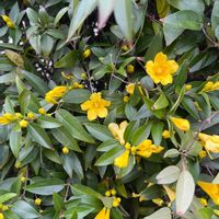 カロライナジャスミンの画像