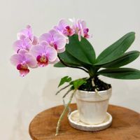 胡蝶蘭,ミニ胡蝶蘭,観葉植物,満開,洋ランの画像