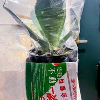 アガベ,JA山口で購入,新聞紙で作った鉢カバーも頂きました,店舗前の花コーナーでの画像
