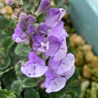 タツナミソウ,タツナミソウ,タツナミソウ,開花,可愛いの画像