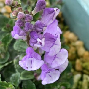 タツナミソウ,タツナミソウ,タツナミソウ,開花,可愛いの画像