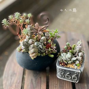 多肉植物 寄せ植え,多肉植物,多肉寄せ植え,多肉植物のある暮らし,普及種寄せの画像