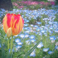 チューリップ,ネモフィラ,シレネピンクパンサー,可愛い,こぼれ種の画像