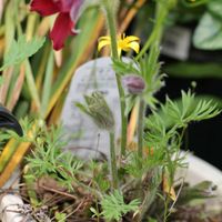 オキナグサ,千葉県の画像