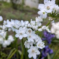 アリウムの画像