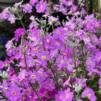 サクラソウ,オステオスペルマム,桜草,スーパーチュニア ビスタ,PWマーガレット ローリーの画像