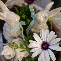 芝桜,楊貴妃,玄関アプローチ,庭の画像