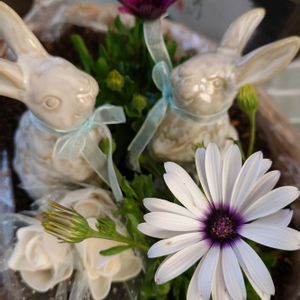 芝桜,楊貴妃,玄関アプローチ,庭の画像